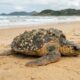 Equipes de resgate removem cracas de tartaruga marinha doente e salvam animal