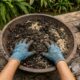 Como recuperar terra velha de vaso antes de plantar de novo sem perder a qualidade do cultivo