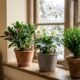 Plantas de casa resistentes ao frio: 3 espécies que mantêm o lar verde mesmo no inverno