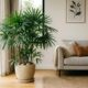 A planta grande para sala que deixa a casa com aparência sofisticada sem gastar muito