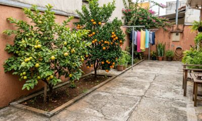 7 árvores frutíferas cujas raízes não danificam o pavimento do seu quintal, perfeitas para espaços pequenos