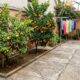 7 árvores frutíferas cujas raízes não danificam o pavimento do seu quintal, perfeitas para espaços pequenos