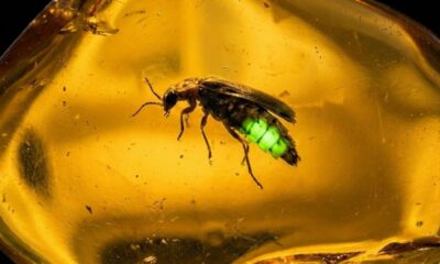 Vaga-lume de 99 milhões de anos é encontrado preservado em âmbar e surpreende cientistas