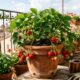 Como plantar morango em vaso e evitar que a muda fique fraca antes de produzir