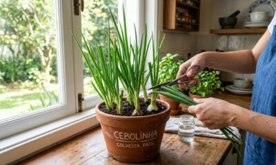 Como plantar cebolinha do jeito certo para colher mais vezes em casa