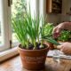 Como plantar cebolinha do jeito certo para colher mais vezes em casa
