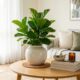 Plantas para sala que deixam a casa mais bonita sem exigir muito cuidado