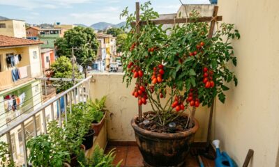 Como plantar tomate em vaso e colher frutos mesmo tendo pouco espaço em casa