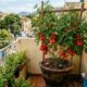 Como plantar tomate em vaso e colher frutos mesmo tendo pouco espaço em casa