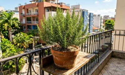 Como plantar alecrim em vaso e evitar que ele fique fraco com o passar das semanas