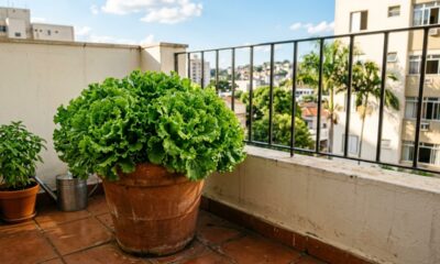 Como plantar alface em casa e manter folhas bonitas por mais tempo no vaso