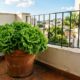 Como plantar alface em casa e manter folhas bonitas por mais tempo no vaso