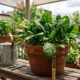 Fácil de cultivar, folha rica em ferro e fibras que ajuda na saciedade cresce até em vaso pequeno
