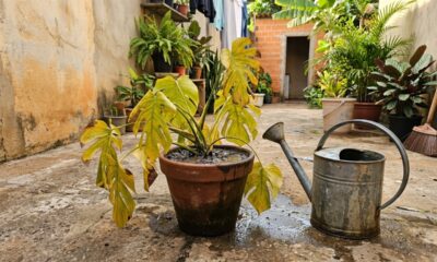 O erro na rega que faz muita planta morrer mesmo recebendo cuidado todos os dias