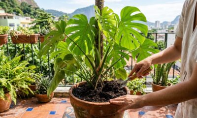 O adubo para plantas no vaso que melhora o solo e ajuda as folhas a crescerem mais bonitas