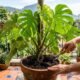 O adubo para plantas no vaso que melhora o solo e ajuda as folhas a crescerem mais bonitas