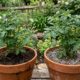 Adubo orgânico ou mineral pode mudar o jeito como seu jardim cresce ao longo do tempo