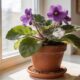 Esta é uma das plantas de interior mais bonitas, que muitas pessoas evitam cultivar, mas é fácil de cuidar