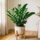 Essa planta para sala deixa o ambiente bonito e quase não dá trabalho