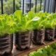 Como ter alface o ano inteiro cultivando na garrafa PET de forma simples em casa