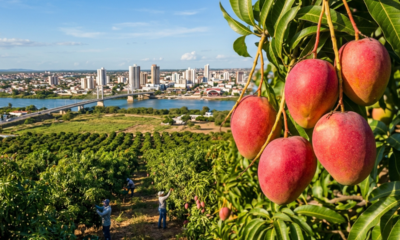 A “Califórnia do Sertão” virou a “Capital da Manga” ao dominar 92% das exportações, conquistar a Europa e produzir 3 safras por ano, algo único no mundo
