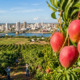 A “Califórnia do Sertão” virou a “Capital da Manga” ao dominar 92% das exportações, conquistar a Europa e produzir 3 safras por ano, algo único no mundo
