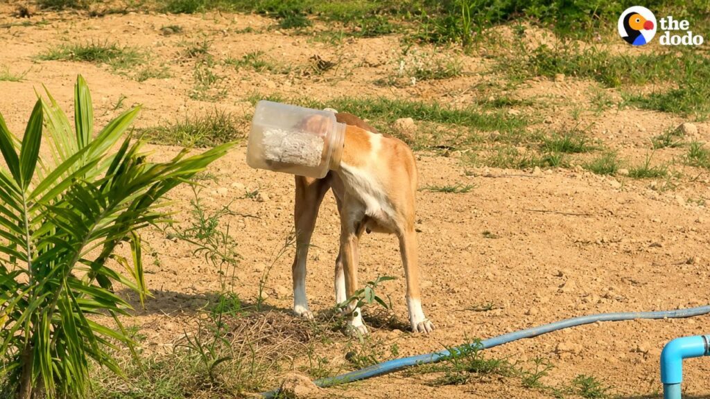 Cadela presa em balde por quatro dias finalmente reencontra os filhotes