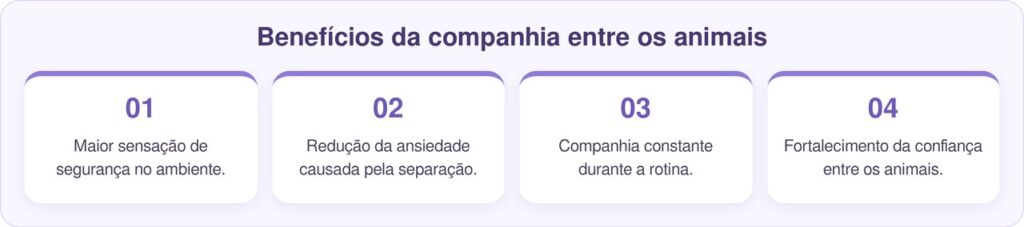 Burro cego faz de tudo para ficar perto do melhor amigo