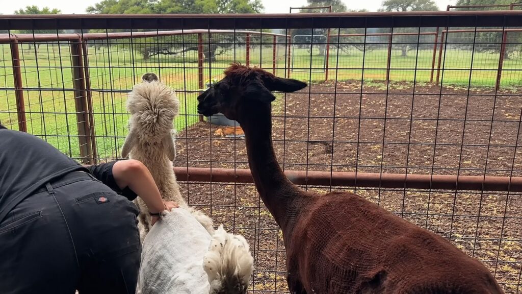 Alpaca de apoio emocional tranquiliza companheira durante tosa