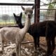 Alpaca de apoio emocional tranquiliza companheira durante tosa