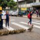 Alunos do ensino fundamental lideram caminhada de patos e resgatam 30 filhotes selvagens