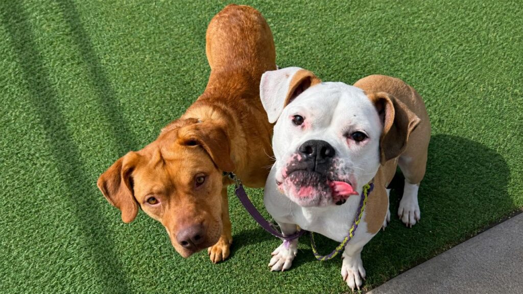 Cãozinho de abrigo perdido em passeio é encontrado com ajuda de amigo canino