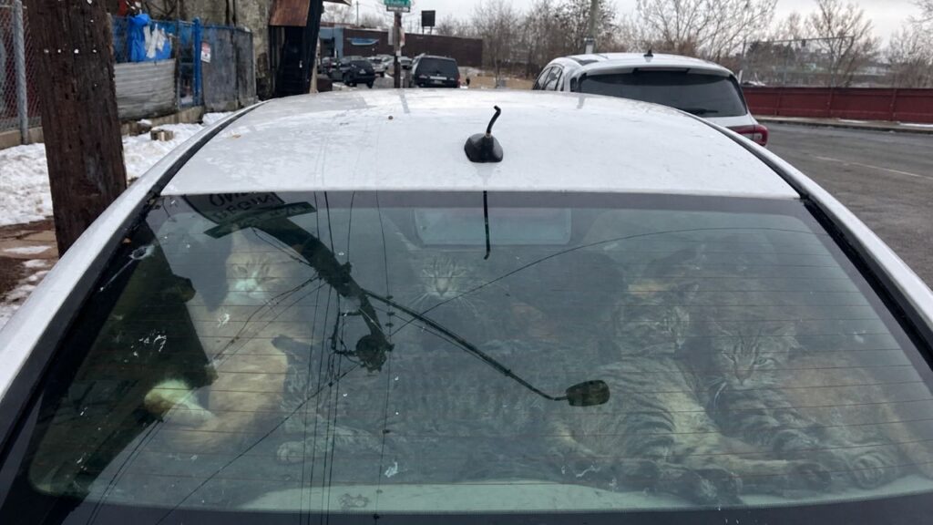 Policiais Localizam 29 Gatos Em Veículo Estacionado E Iniciam Operação De Resgate