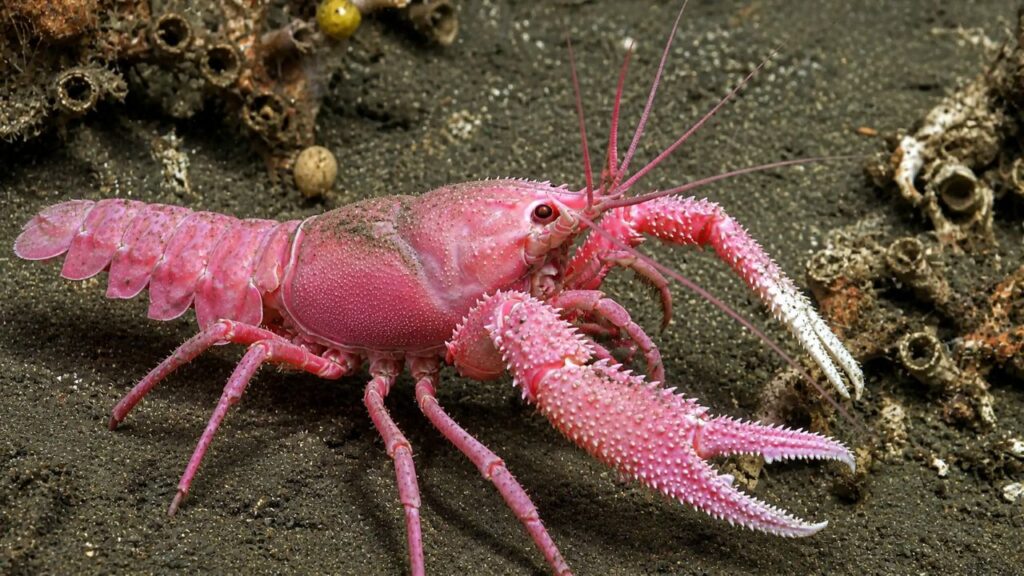 Cientistas descobrem animal raro, da cor rosa Barbie, vivendo em cânion subaquático profundo