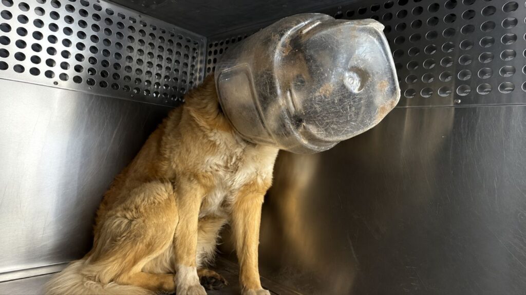 Cão Libertado De Recipiente Plástico Surpreende Resgatadores Com Carinho
