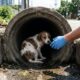 Cachorrinho tímido encontrado tremendo em vala ganha nova chance após resgate