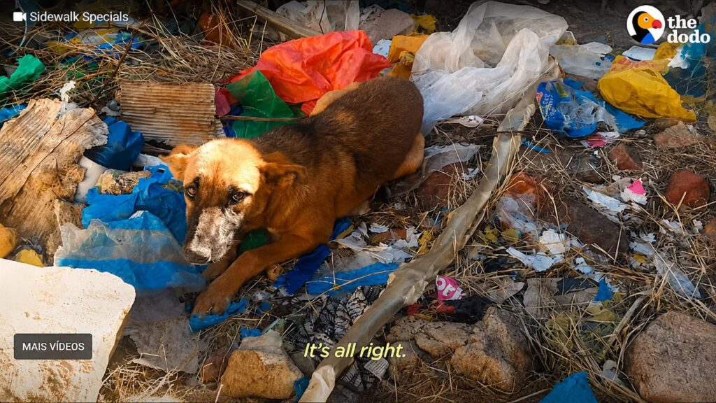 Cachorro abandonado no lixo recebe novo lar e comove protetores