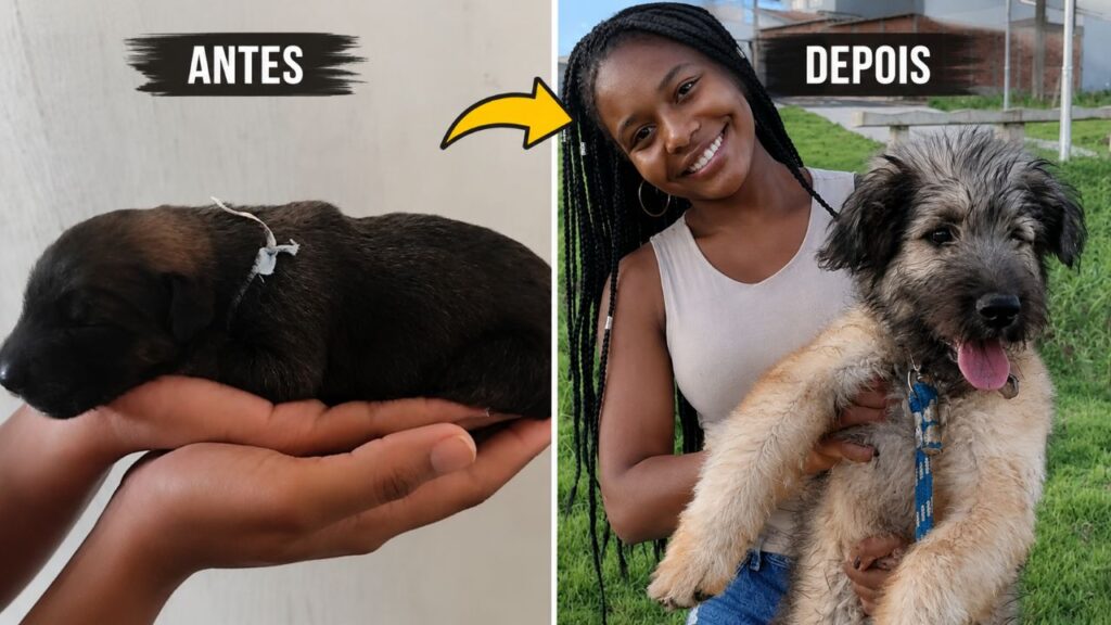 Ninguém esperava que este pequeno cachorro preto virasse um gigante que muda de cor