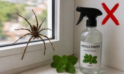 Diga adeus às aranhas para sempre: com este truque simples, você pode mantê-las longe da sua casa
