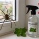 Diga adeus às aranhas para sempre: com este truque simples, você pode mantê-las longe da sua casa