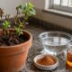 Esse adubo caseiro simples pode fortalecer plantas fracas no vaso