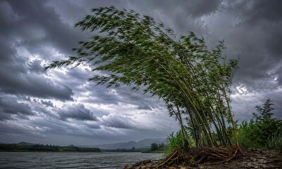 Provérbio japonês do dia, “O bambu que sobrevive ao vento não é o mais duro da floresta, mas aquele que aprendeu a se curvar sem abandonar suas raízes”. Lições sobre flexibilidade, orgulho e por que ceder nem sempre significa fraqueza
