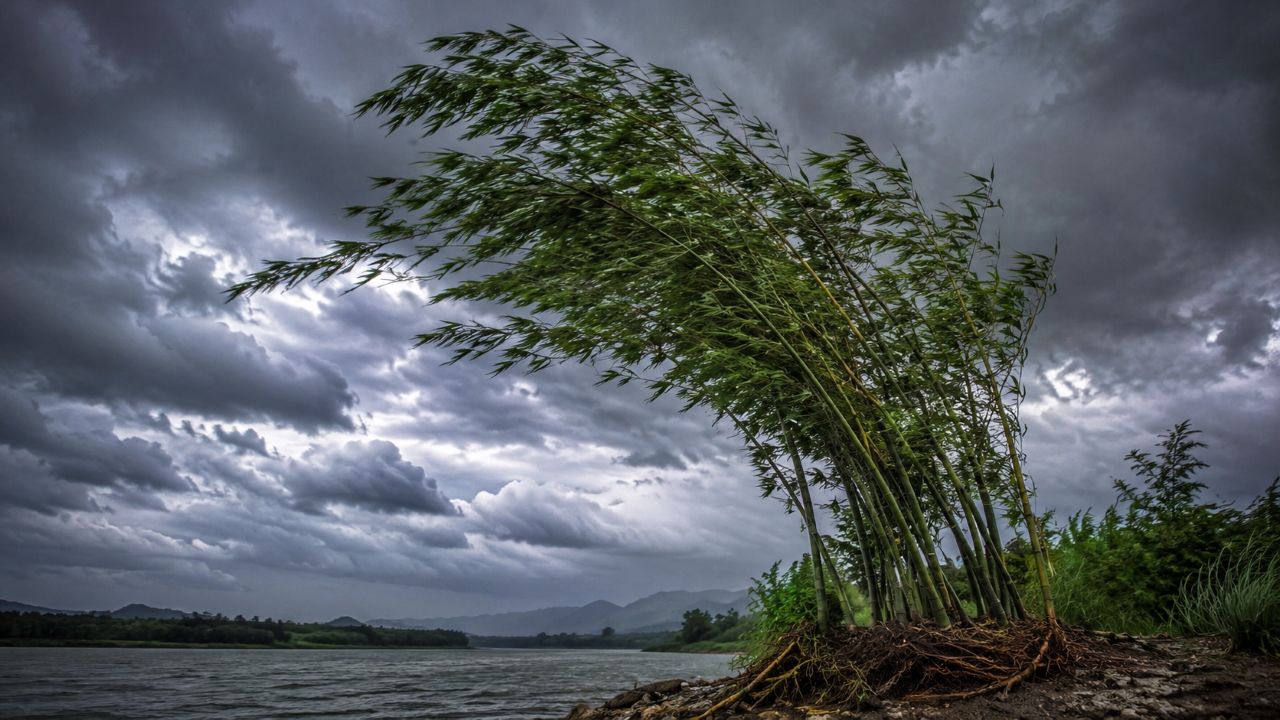 Provérbio japonês do dia, “O bambu que sobrevive ao vento não é o mais duro da floresta, mas aquele que aprendeu a se curvar sem abandonar suas raízes”. Lições sobre flexibilidade, orgulho e por que ceder nem sempre significa fraqueza