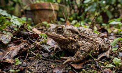 Sapo marrom de pele rugosa em folhas e terra úmida no jardim.