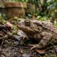 Sapo marrom de pele rugosa em folhas e terra úmida no jardim.