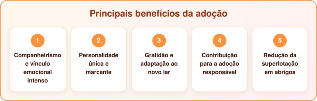 Ninguém se interessa por esses gatinhos que são só um pouquinho diferentes