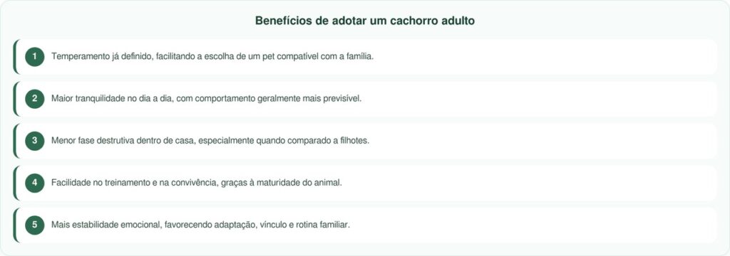 Cachorro adorável e sorridente emociona após mais de 2.500 dias em abrigo