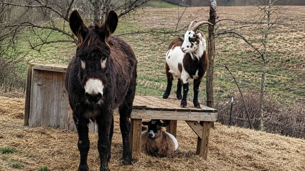 Burro cego faz de tudo para ficar perto do melhor amigo