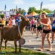 Cabra fugitiva ganha medalha após participar secretamente de meia maratona