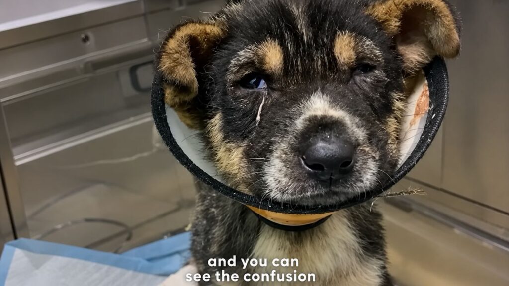 Cachorrinha encontrada chorando de dor agora vive uma vida feliz